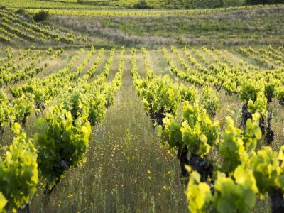 Holiday house Charming Villa in Saint-Geniès - Environment photo 27