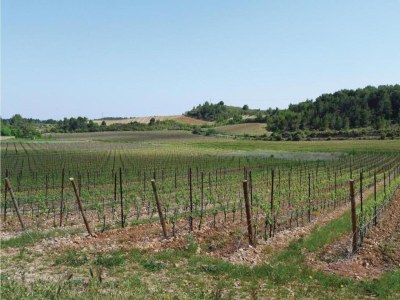 Holiday house Charming Villa in Saint-Geniès - Environment photo 29