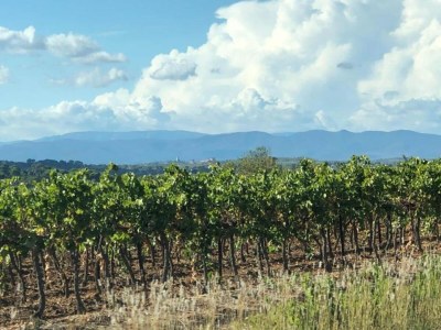 Holiday house Charming Villa in Saint-Geniès - Environment photo 30