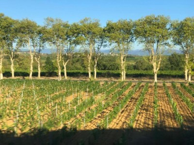 Holiday house Charming Villa in Saint-Geniès - Environment photo 31