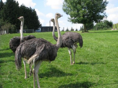 Holiday house Sonnenschein - Environment photo 25