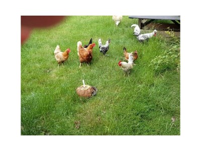 Holiday house Sonnenschein - Environment photo 26