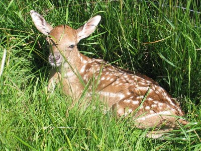 Holiday house Sonnenschein - Environment photo 27