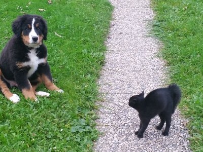 Holiday house Sonnenschein - Environment photo 28