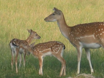 Holiday house Sonnenschein - Environment photo 29