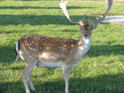 Holiday house Sonnenschein - Environment photo 30