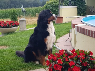 Holiday house Sonnenschein - Environment photo 31