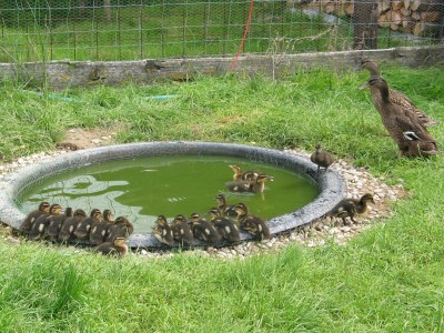 Holiday house Sonnenschein - Environment photo 33