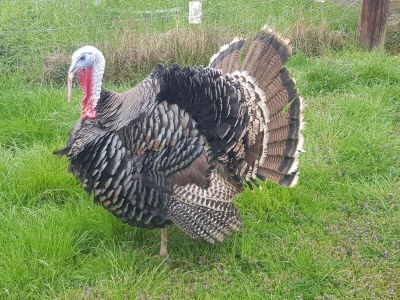 Holiday house Sonnenschein - Environment photo 34