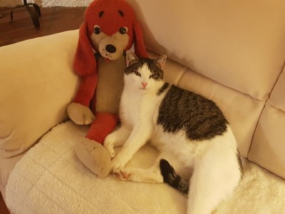 Holiday house Sonnenschein - Environment photo 37