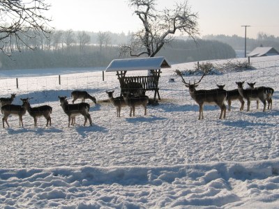 Holiday house Sonnenschein - Environment photo 38