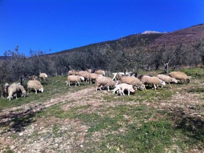 Cottage Ferienhaus in Assisi mit Gartenblick - Environment photo 37