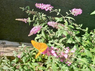 Holiday house Villa in Italy with Private Garden Retreat - Outdoor photo 37