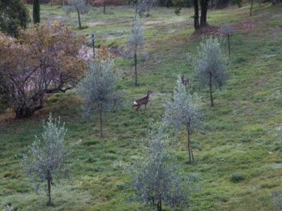 Holiday house Wohnung in Toskana mit herrlicher Aussicht - Environment photo 29