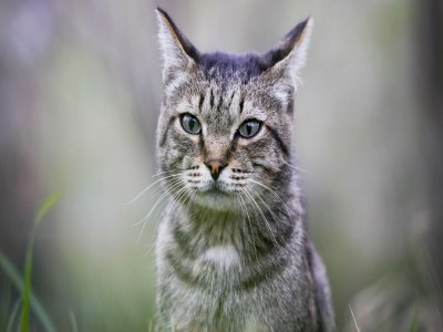 Apartment Amazing apartment in Vieste - Outdoor photo 38