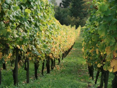 Holiday apartment Villa Weisgerber - Environment photo 17