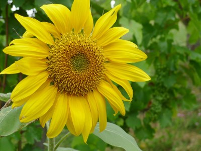 Holiday apartment Villa Weisgerber - Environment photo 21