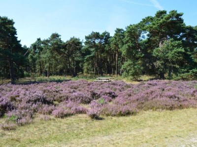 Holiday house Home in  the dancing forest - Environment photo 20