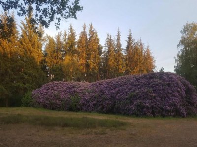 Holiday house Home in  the dancing forest - Environment photo 22