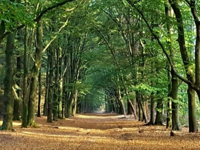 Holiday house Home in  the dancing forest - Environment photo 24