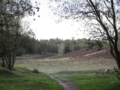 Holiday house Home in  the dancing forest - Environment photo 25