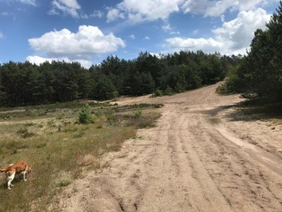 Holiday house Home in  the dancing forest - Environment photo 26