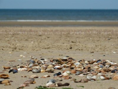 Holiday house Coastal Apartment in Westkapelle - Environment photo 33