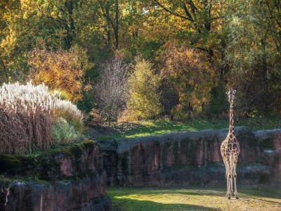 Bungalow Bungalow in Landgraaf mit Terrasse - Environment photo 28