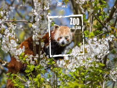 Bungalow Bungalow in Landgraaf mit Terrasse - Outdoor photo 37