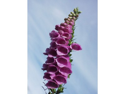 Holiday house Römerei - Environment photo 19