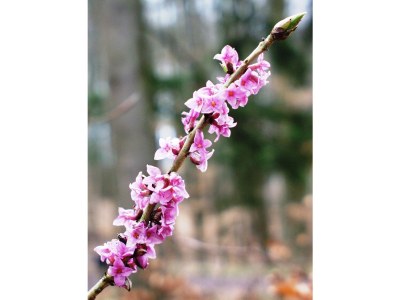 Holiday house Römerei - Environment photo 22