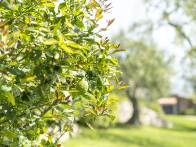 Holiday apartment Dany - Outdoor photo 19