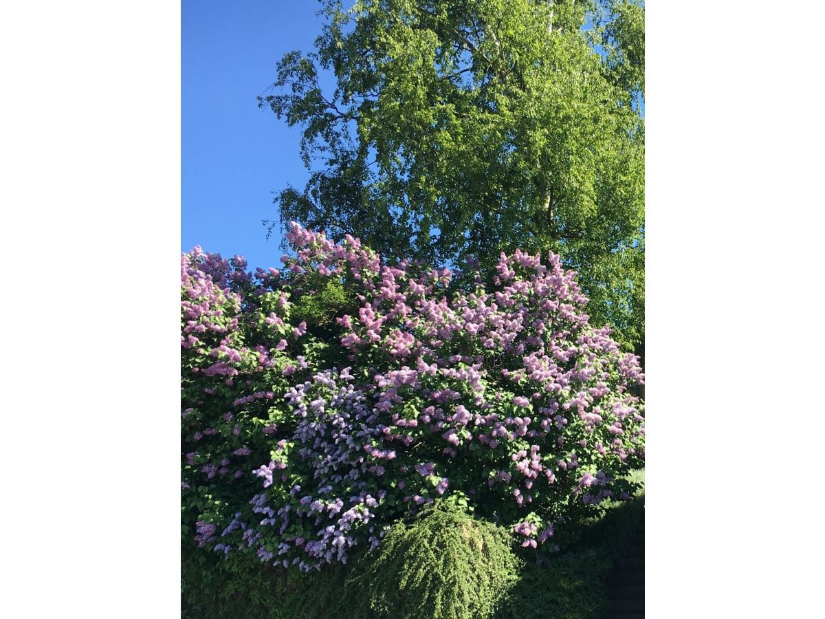 Holiday house Ruhe, Natur & Meerblick – Das Atelier in Lohme: Perfekt für Wanderer, Radfahrer & Golfer - Outdoor photo 4