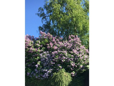 Holiday house Ruhe, Natur & Meerblick – Das Atelier in Lohme: Perfekt für Wanderer, Radfahrer & Golfer - Outdoor photo 4