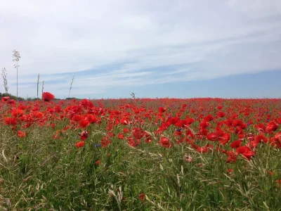 Holiday house Ruhe, Natur & Meerblick – Das Atelier in Lohme: Perfekt für Wanderer, Radfahrer & Golfer - Environment photo 17