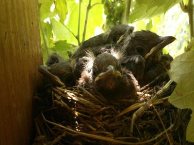 Apartment Apartment in Zsira near Thermal Spa - Environment photo 22