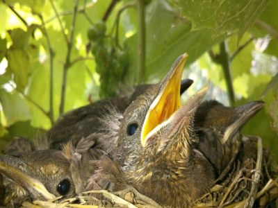 Apartment Apartment in Zsira near Thermal Spa - Environment photo 23