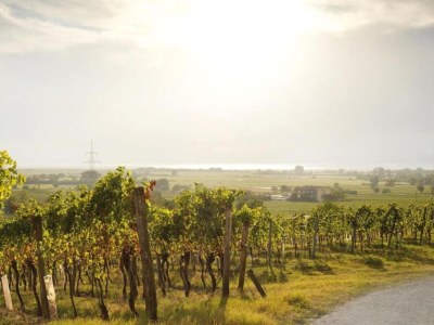 Apartment Apartment in Zsira near Thermal Spa - Environment photo 17