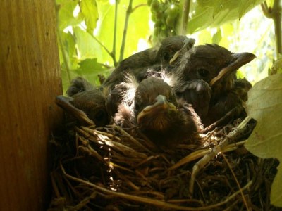 Apartment Apartment in Zsira near Thermal Spa - Environment photo 19