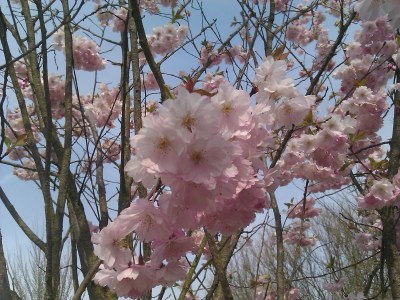 Holiday apartment Einsteinhouse Caputh - Environment photo 23