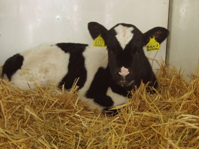 Holiday apartment Flowers in bloom - Environment photo 21