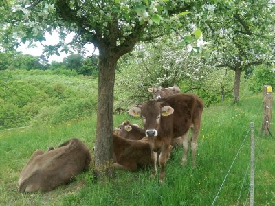 Holiday apartment Rooftop studio with open fireplace - Outdoor photo 11