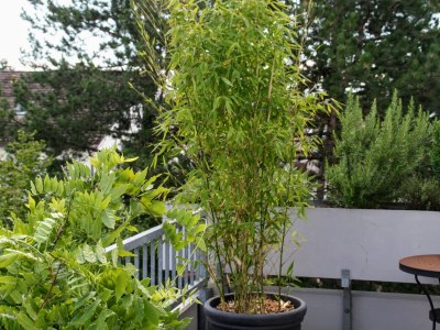 Holiday apartment Rooftop studio with open fireplace - Outdoor photo 12