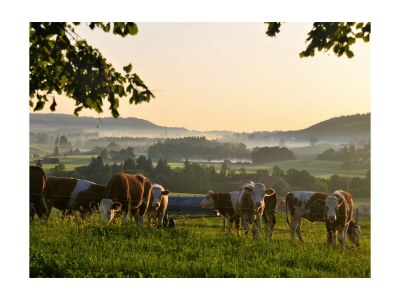 Holiday house Alpenglück - Environment photo 24