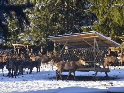 Holiday house Alpenglück - Environment photo 29
