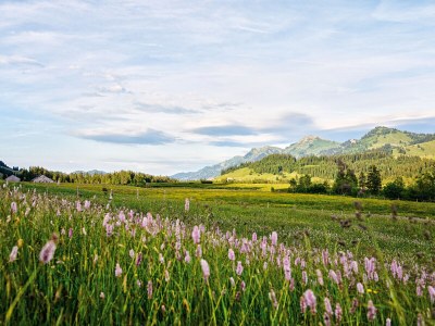 Holiday house Holiday Cabin Oberdorf - Environment photo 21