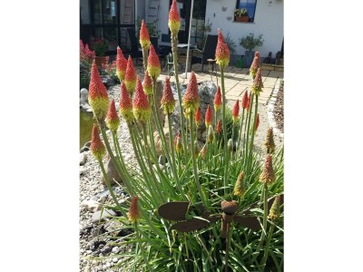 Apartment Appartement/Fewo, Dusche oder Bad, WC, 2 Schlafräu - Outdoor photo 11