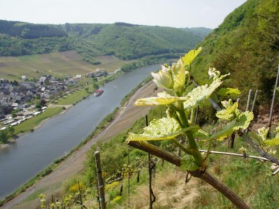 Apartment Ferienwohnung Moseltal - Features photo 17