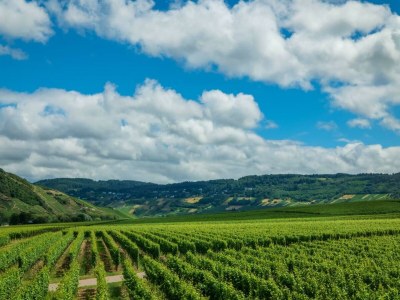 Apartment 2-Bettwohnung Riesling **** (Winzerhof) - Outdoor photo 16