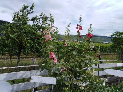 Apartment Appartment "Riesling" - Outdoor photo 6